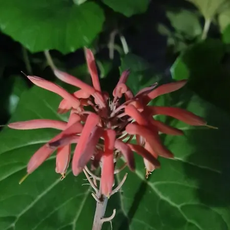 The Bloom Veranda - Elegant Center Retreat Tirana